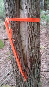 This blazed tree has the initials of the surveyor and the date scribed into the blaze. This blaze was a witness to a corner post.