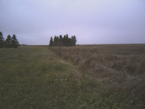 A fence along the edge of a field