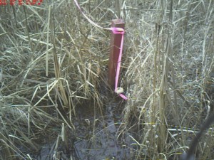 Survey marker in a marsh with wooden witness post to help find it