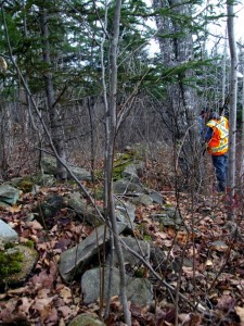Rock line along the edge of a former field. Sections of cedar rail fence were also found on top of this rock line